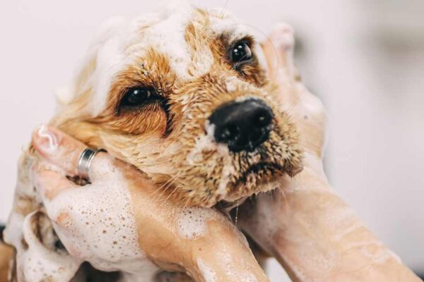 How frequently should I give my puppy a bath?, Bathing schedule for my puppy's hygiene, Puppy grooming: optimal bath frequency, Maintaining a clean coat for my puppy, Best practices for bathing a new puppy, Choosing the right bath routine for my puppy, Puppy care: how often to bathe?, Puppy hygiene tips: bathing frequency, Bathing guide for different puppy breeds, Keeping my puppy fresh: bath schedule,