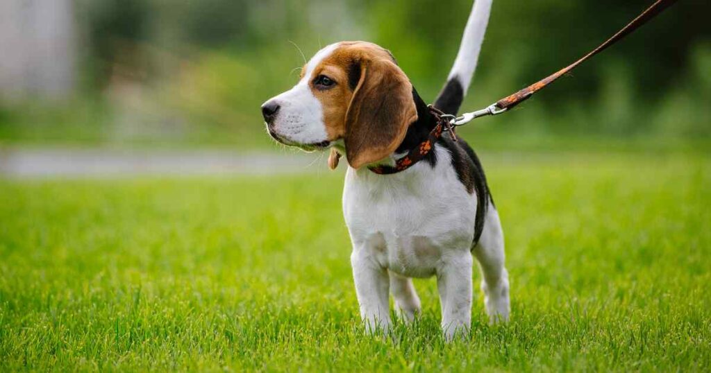 How to Train a Dog or Puppy to Walk on a Leash?
