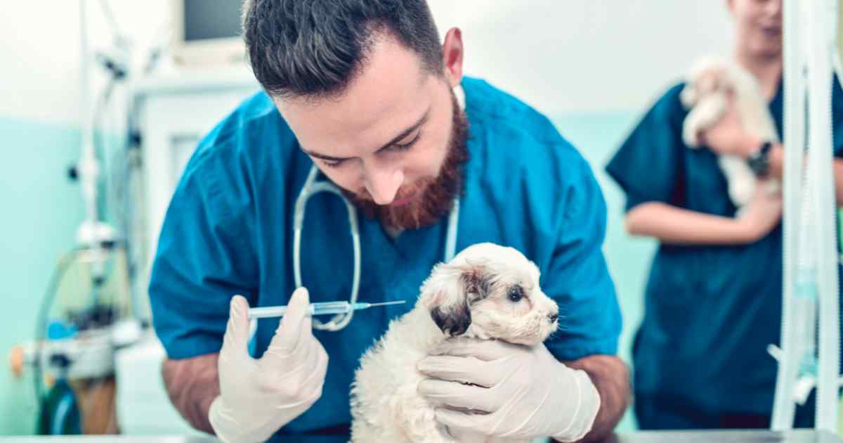 What vaccinations does my puppy need?