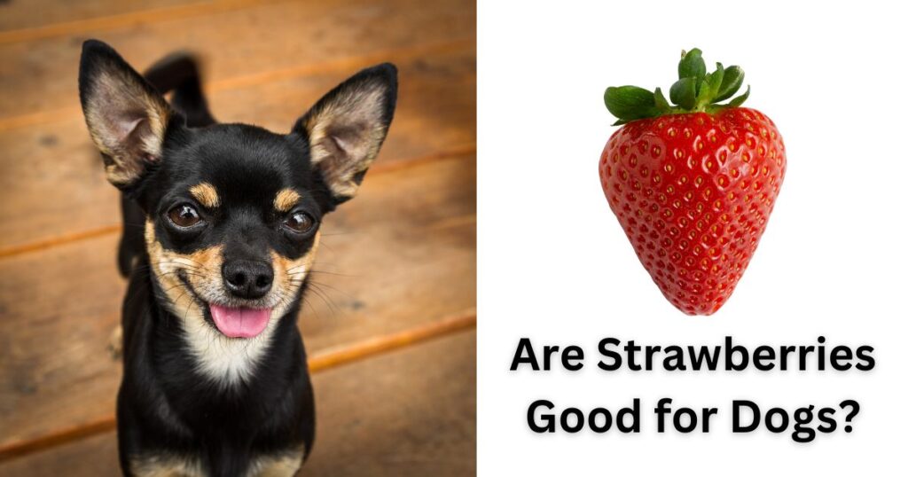 Are Strawberries Good for Dogs?