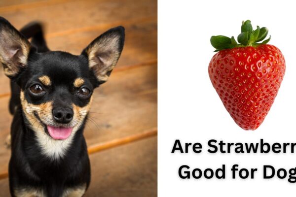 Are Strawberries Good for Dogs, Nutritional Benefits of Strawberries for Dogs, Can dogs be allergic to strawberries, How to Safely Introduce Strawberries to Your Dog,