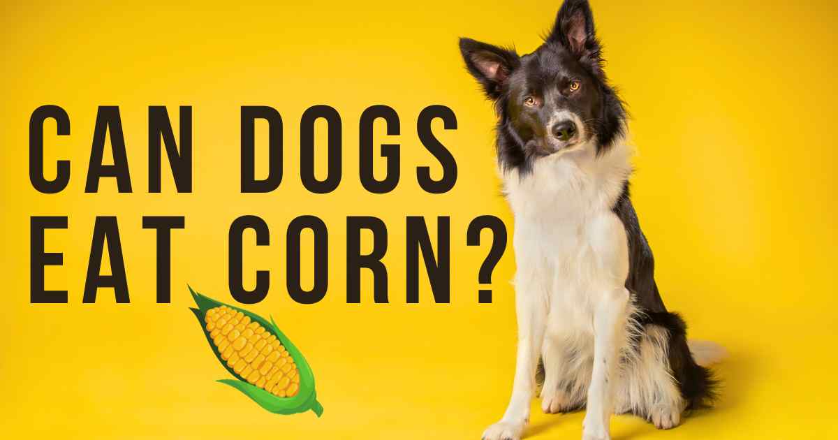 Can Dogs Eat Corn?, Corn and Dogs: The Pros and Cons, corn in dog diet tips, Incorporating Corn into Your Dog's Diet, Potential Risks of Feeding Corn to Dogs,