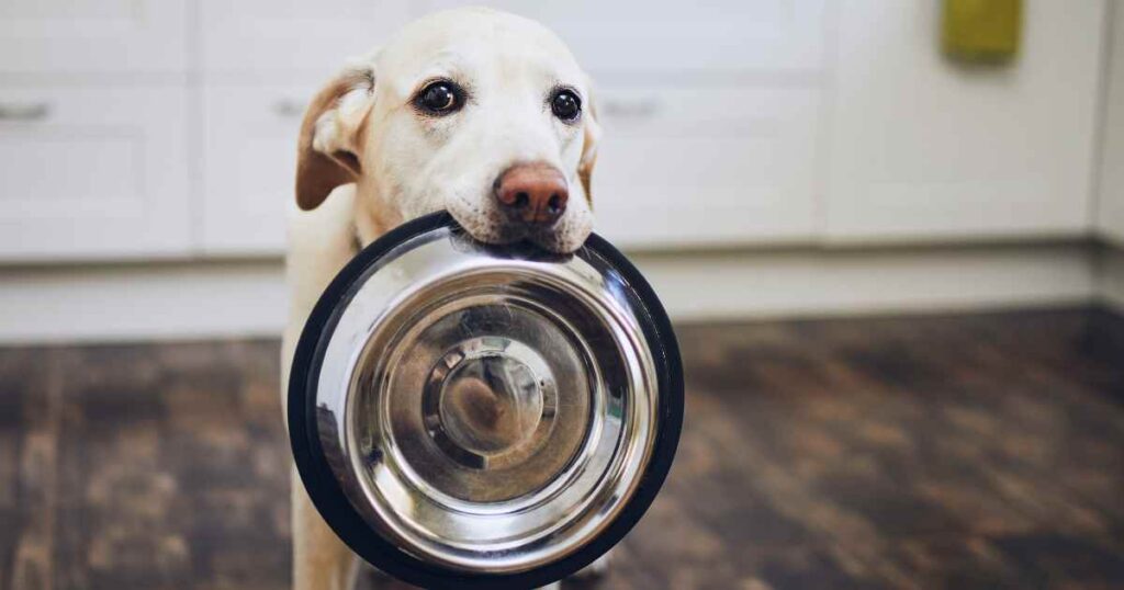 Can Dogs Eat Cucumbers? A Guide to Dogs Nutrition