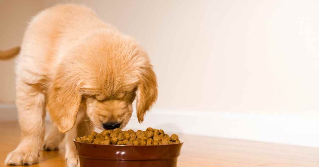 Can Puppies Eat Adult Dog Food?