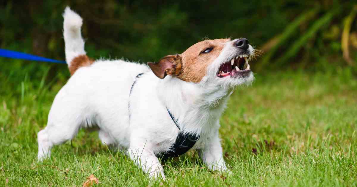Dog Aggression Causes, Canine Behavior Solutions, Understanding Dog Aggression, Aggressive Dog Training Tips, Fear Aggression in Dogs, Territorial Behavior Solutions, Possessive Aggression Training, Socializing Aggressive Dogs, Canine Aggression Signs, Dog Behavior Modification,