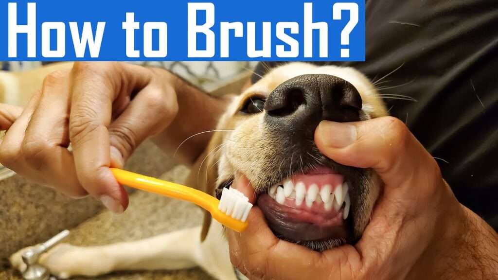 Dog Teeth Brushing Tips