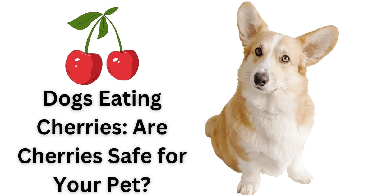 Are cherries safe for dogs to eat?,When to Avoid Giving Cherries to Dogs, How to Safely Feed Cherries to Your Dog, Potential risks of giving cherries to dogs, Benefits of Cherries for Dogs, Safe fruits for dogs: A guide to cherries, Dog-friendly fruits and toxic pits: Cherries explained, Canine health benefits of cherries in moderation, How to prepare cherries for dogs safely, Cherry pits and cyanide: Understanding the dangers for dogs, Diabetic dogs and cherries: What you need to know, Pancreatitis in dogs: Can they eat cherries?,
