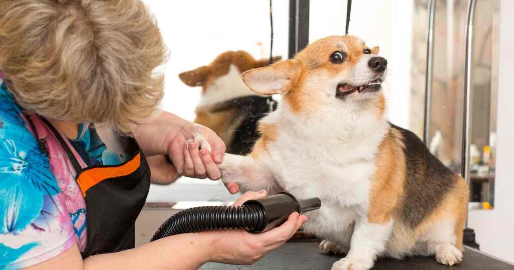 Grooming tips for Corgi puppies