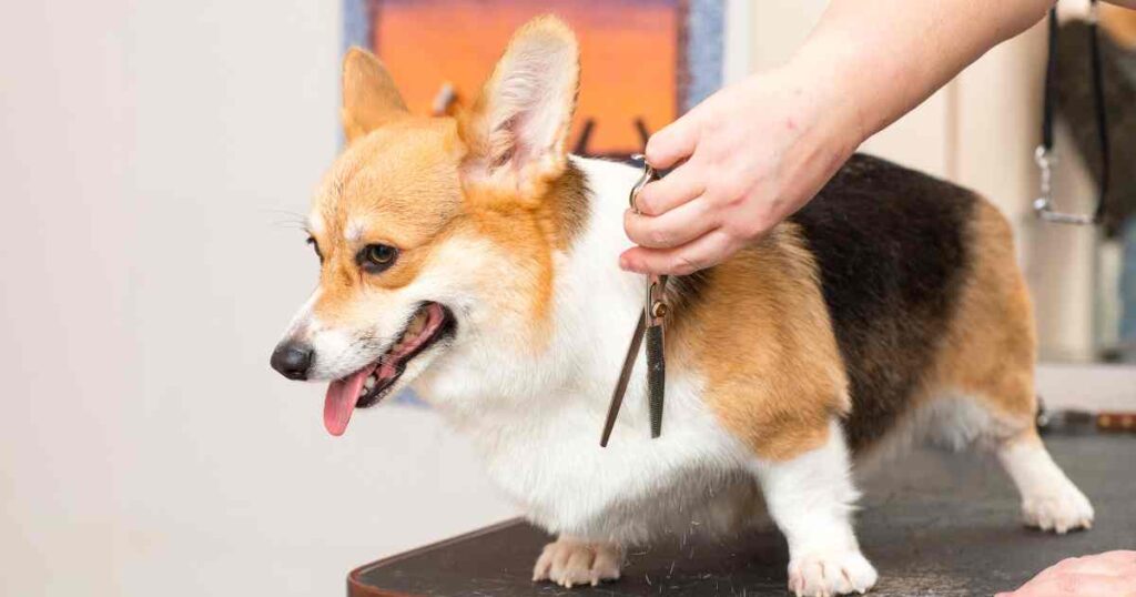 Grooming tips for Corgi puppies