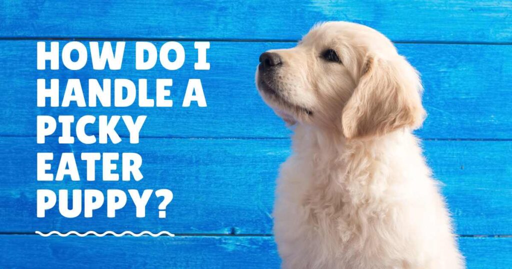 How do I handle a picky eater puppy?