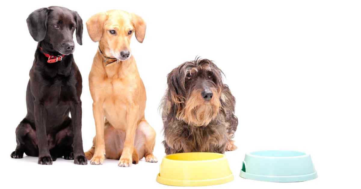How long can a dog go without food, Basics of Dog Nutrition, Nutritional Requirements for Dogs, Signs of Malnutrition and Starvation in Dogs, How Long Can a Healthy Adult Dog Go Without Food,