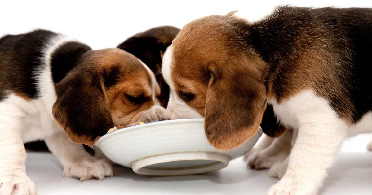 puppy feeding frequency, puppy nutrition guide, dog meal schedule, optimal puppy diet, feeding routine for dogs, canine growth stages, puppy meal consistency, pet dietary needs, balanced dog nutrition, feeding guidelines for puppies, puppy wellness tips, canine meal planning, healthy puppy diet, dog feeding habits, tailored puppy nutrition, puppy care essentials, proper dog feeding, canine dietary routine,