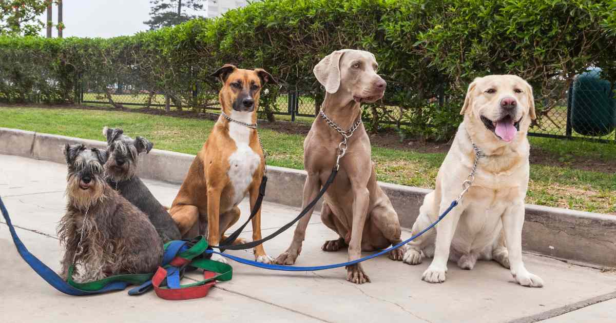 Large Family-Friendly Dog Breeds, Best Big Dogs for Families, Top 10 Kid-Friendly Large Dogs, Gentle Giant Breeds for Families, Choosing the Right Large Dog for Your Family, Family-Focused Large Dog Breeds Guide, Best Large Dog Breeds for Homes with Children, Family-oriented Giant Dog Breeds, Large Dog Breeds for Family Protection,