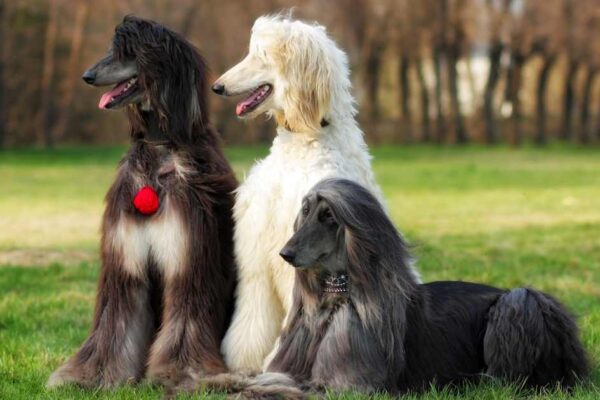 Rare and Unique Dog Breeds You've Never Heard Of, Uncommon Dog Breeds That Make Great Pets, Discovering the Rarest Dogs Around the World, Exotic Canine Companions: Top 10 Unusual Breeds, Lesser-Known Dog Breeds with Fascinating Traits, Rare Dog Breeds That Deserve More Recognition, Exploring the World of Uncommon Canines, Top 10 Rare and Beautiful Dog Breeds, Hidden Gems: Rare Dog Breeds Worth Knowing, The Most Unusual Dogs You Can Own: Top 10 Breeds,