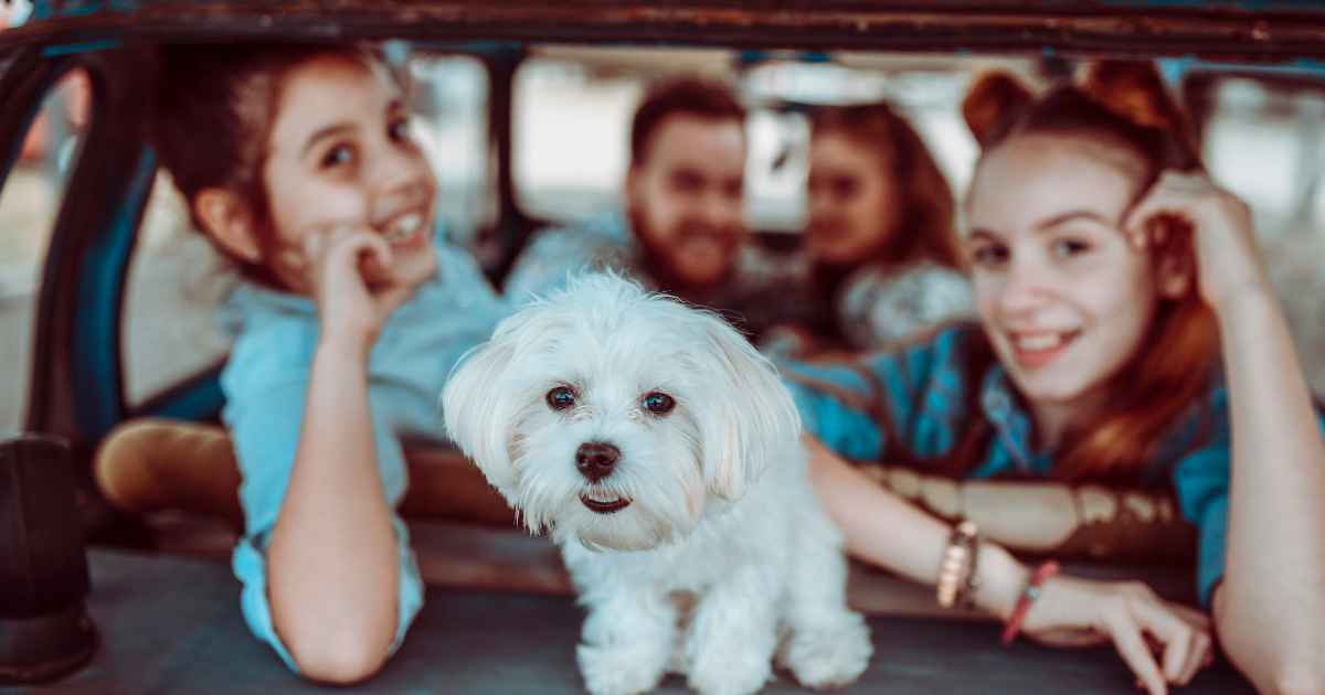 traveling with dogs, pet-friendly travel, puppy travel advice, dog-friendly vacations, canine travel tips, road trip with a puppy, traveling with pets, puppy care on the go, pet travel essentials, best practices for dog travel