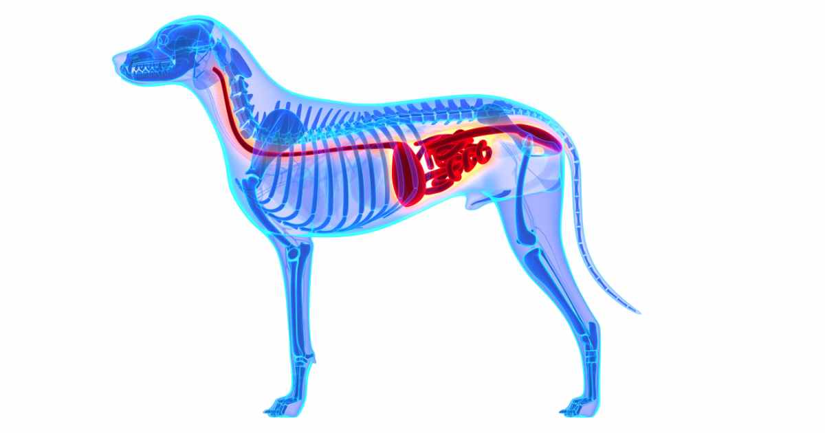 dog digestion time, canine digestive system, how dogs digest food, food digestion in dogs, factors influencing dog digestion, dog stomach digestion,