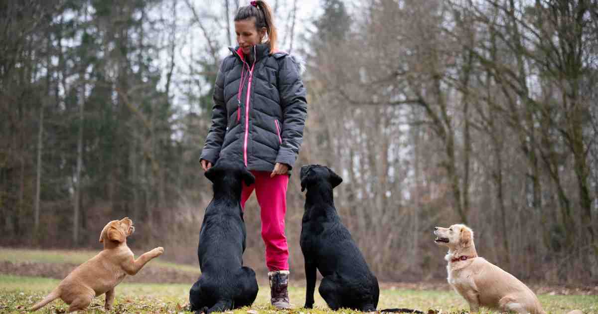 how to become a dog trainer?