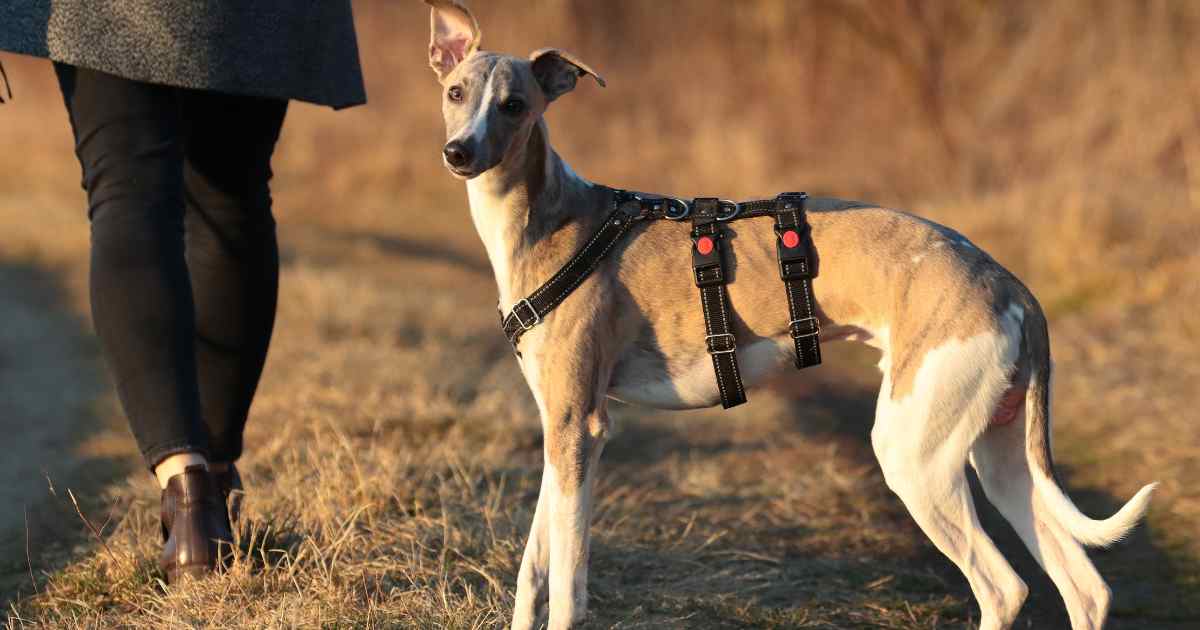 Rare Dog Breeds Discoveries, Unveiling Lesser-Known Canine Companions, Exotic Dog Breeds Exploration, Unique Traits of Rare Dog Breeds, Hidden Gems in Canine Diversity, Rare and Enchanting Dog Species,