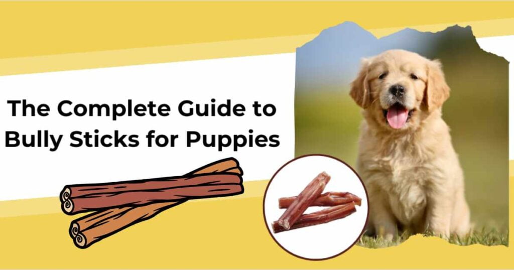 Bully Sticks Safety for Puppies: A Guide