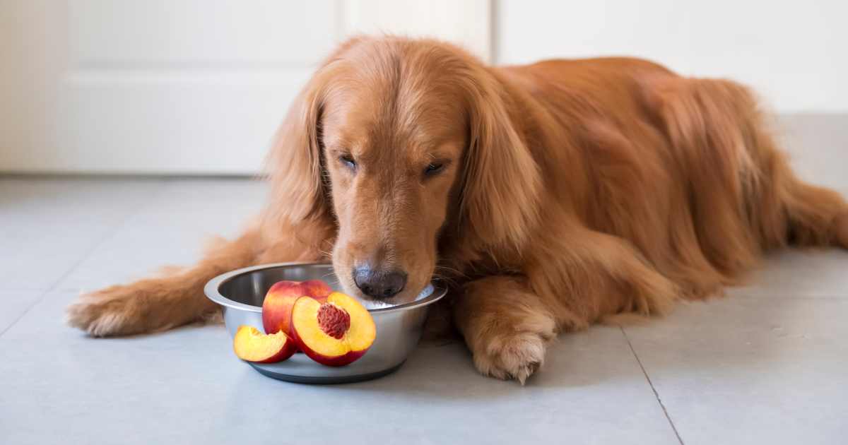 Can Dogs Eat Peaches, Benefits of Feeding Peaches to Dogs, Peaches and Canine Digestive Health, Safe Peach Treats for Dogs, Peach Nutrition for Canines,