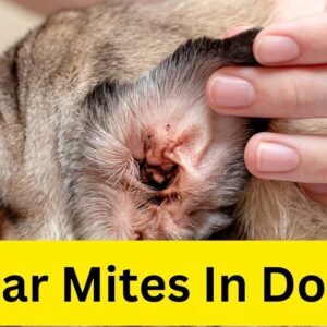 Ear mite infestation in dogs, Canine ear health, Effective Treatment Options about Ear Mites In Dogs, Symptoms of Ear Mites in Dogs, Causes of Ear Mites in Dogs, Ear Mites In Dogs, Otodectes cynotis in dogs, Dog ear problems, Treating ear mites in pets, Veterinary care for ear mites, Dog ear hygiene, Symptoms of ear mite infections,