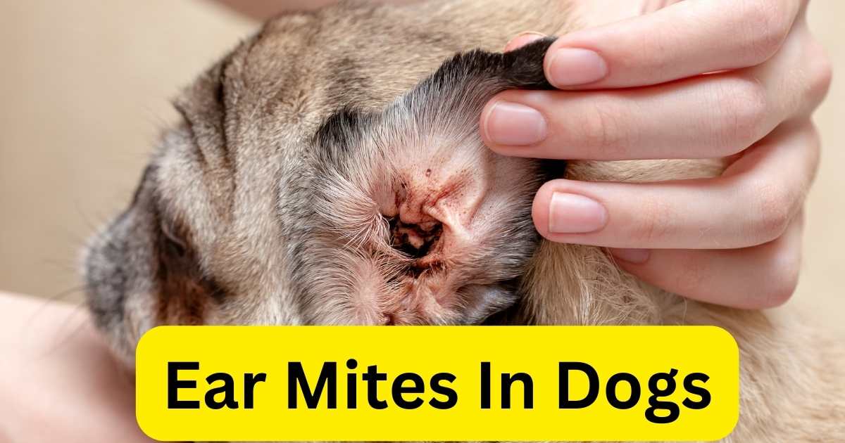 Ear mite infestation in dogs, Canine ear health, Effective Treatment Options about Ear Mites In Dogs, Symptoms of Ear Mites in Dogs, Causes of Ear Mites in Dogs, Ear Mites In Dogs, Otodectes cynotis in dogs, Dog ear problems, Treating ear mites in pets, Veterinary care for ear mites, Dog ear hygiene, Symptoms of ear mite infections,