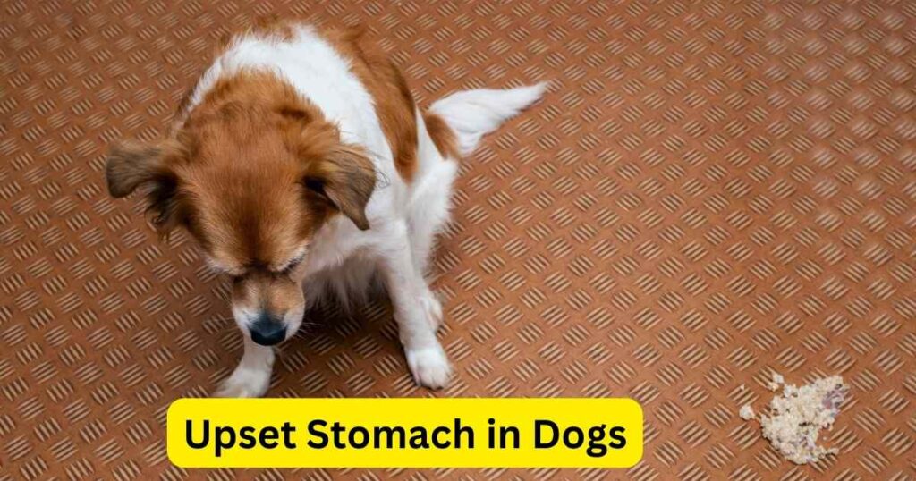 Upset Stomach in Dogs